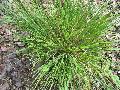 Little Blue Stem / Schizachyrium scoparium 